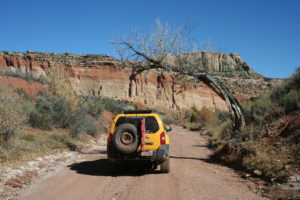 Golden tree with white domes of Capitol reef in the distance.